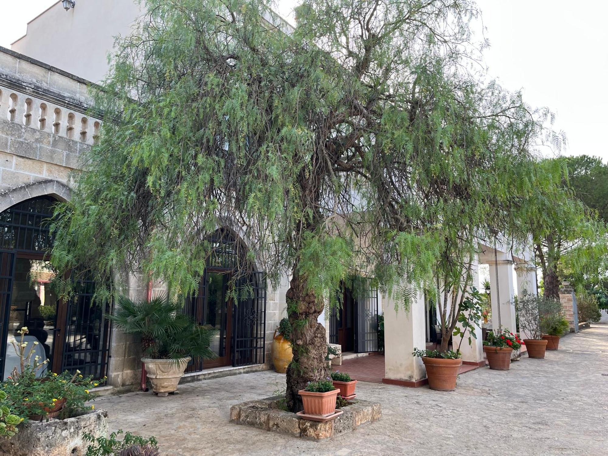 Masseria La Camardia Sava Zewnętrze zdjęcie